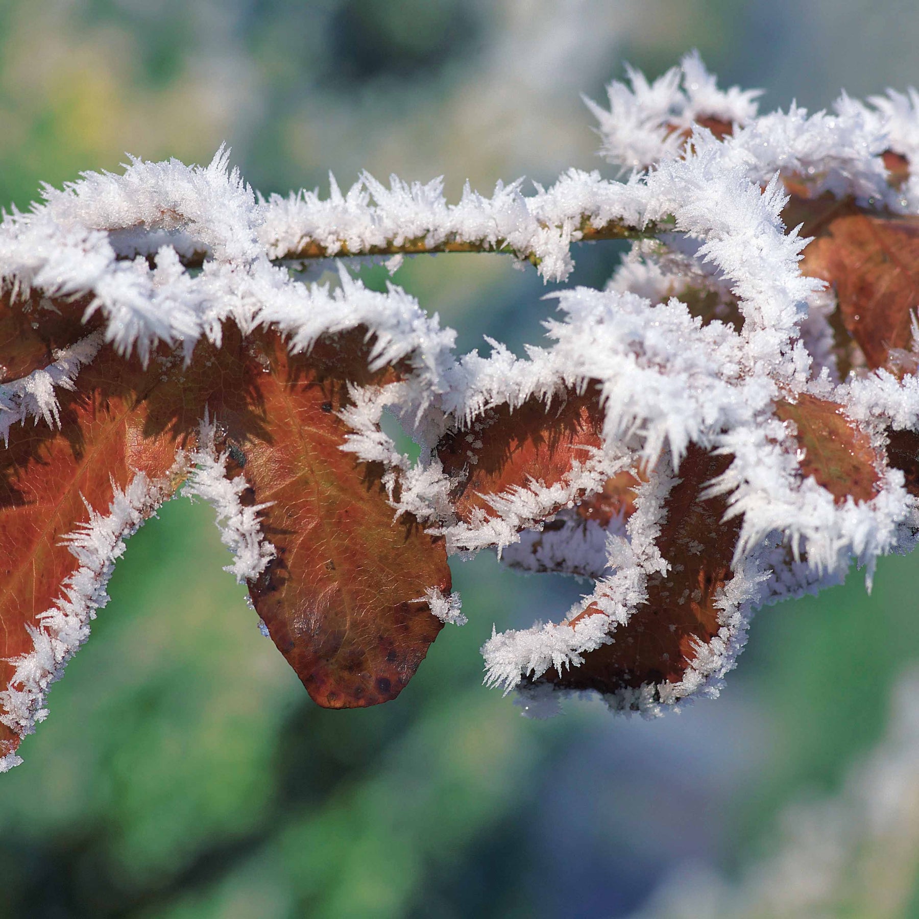 Verkauf Rotbuche 'Atropurpurea' - Fagus sylvatica purpurea