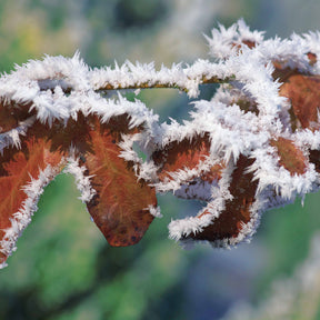 Verkauf Rotbuche 'Atropurpurea' - Fagus sylvatica purpurea