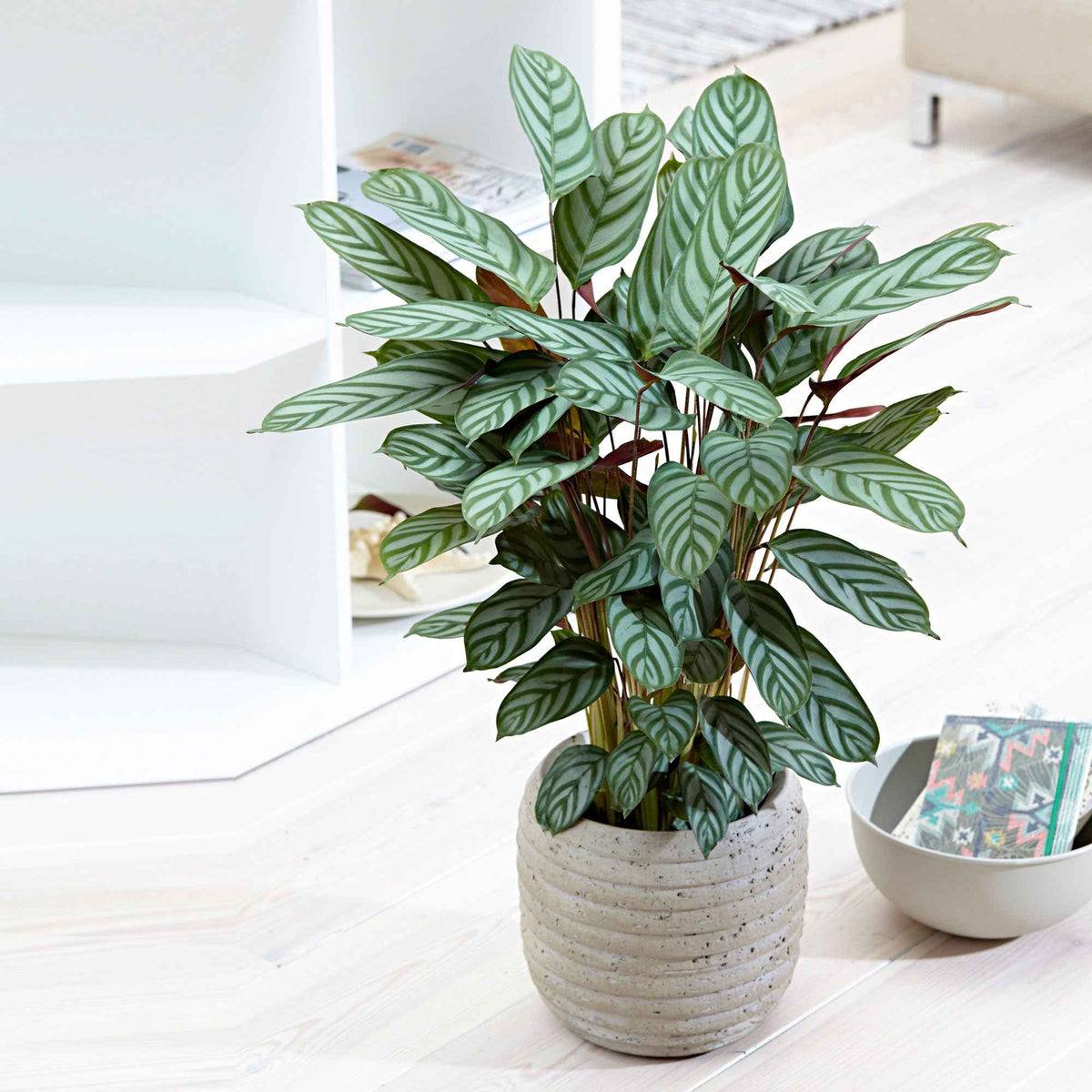 Korbmarante 'Compact Star' - Willemse