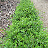Heckenkirsche Maigrün - Lonicera nitida Maigruen - Willemse