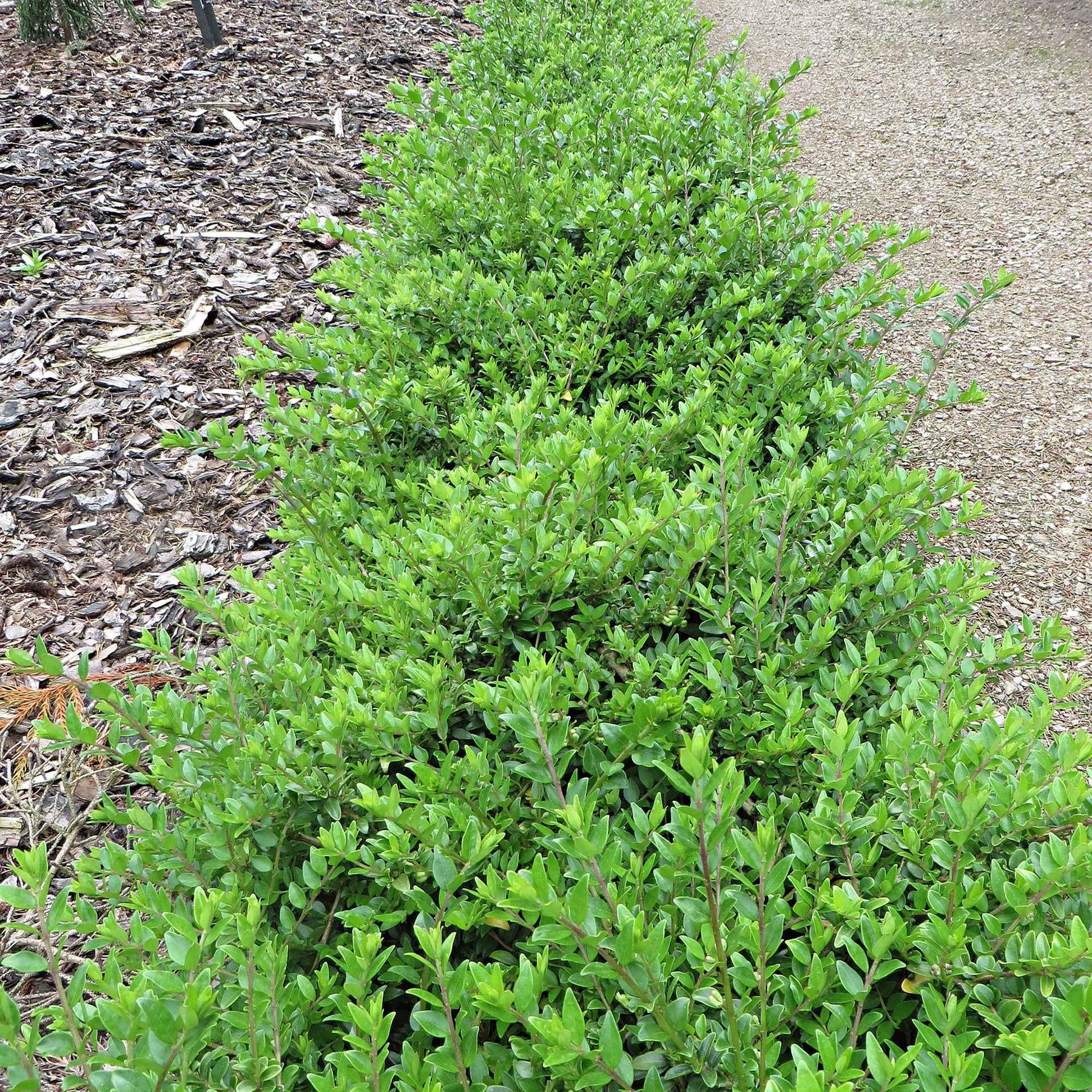 Heckenkirsche Maigrün - Lonicera nitida Maigruen - Willemse