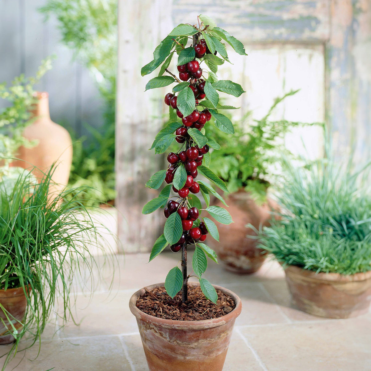 Säulenförmiger Kirschbaum  'Sylvia' - Prunus avium Sylvia - Willemse
