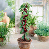 Säulenförmiger Kirschbaum  'Sylvia' - Prunus avium Sylvia - Willemse