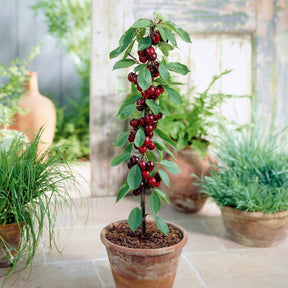 Säulenförmiger Kirschbaum  'Sylvia' - Prunus avium Sylvia - Willemse