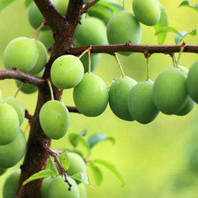 Reneklode 'Reine-Claude Verte' - Prunus domestica Reine-Claude verte - Willemse