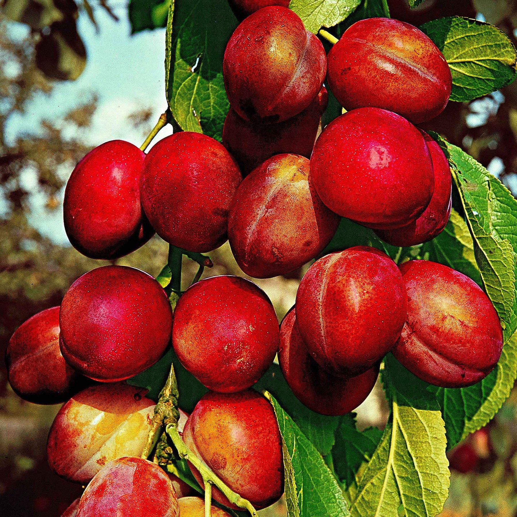 Pflaume 'Reine Victoria' - Willemse