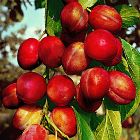 Pflaume 'Reine Victoria' - Willemse