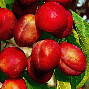 Pflaume 'Reine Victoria' - Prunus domestica Reine Victoria - Willemse