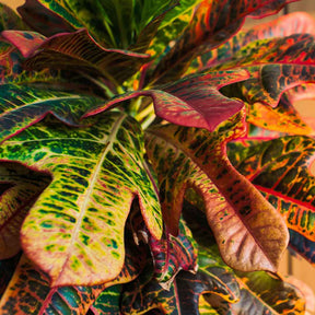 Wunderstrauch 'Mrs. Iceton' - Codiaeum variegatum mrs. iceton - Willemse