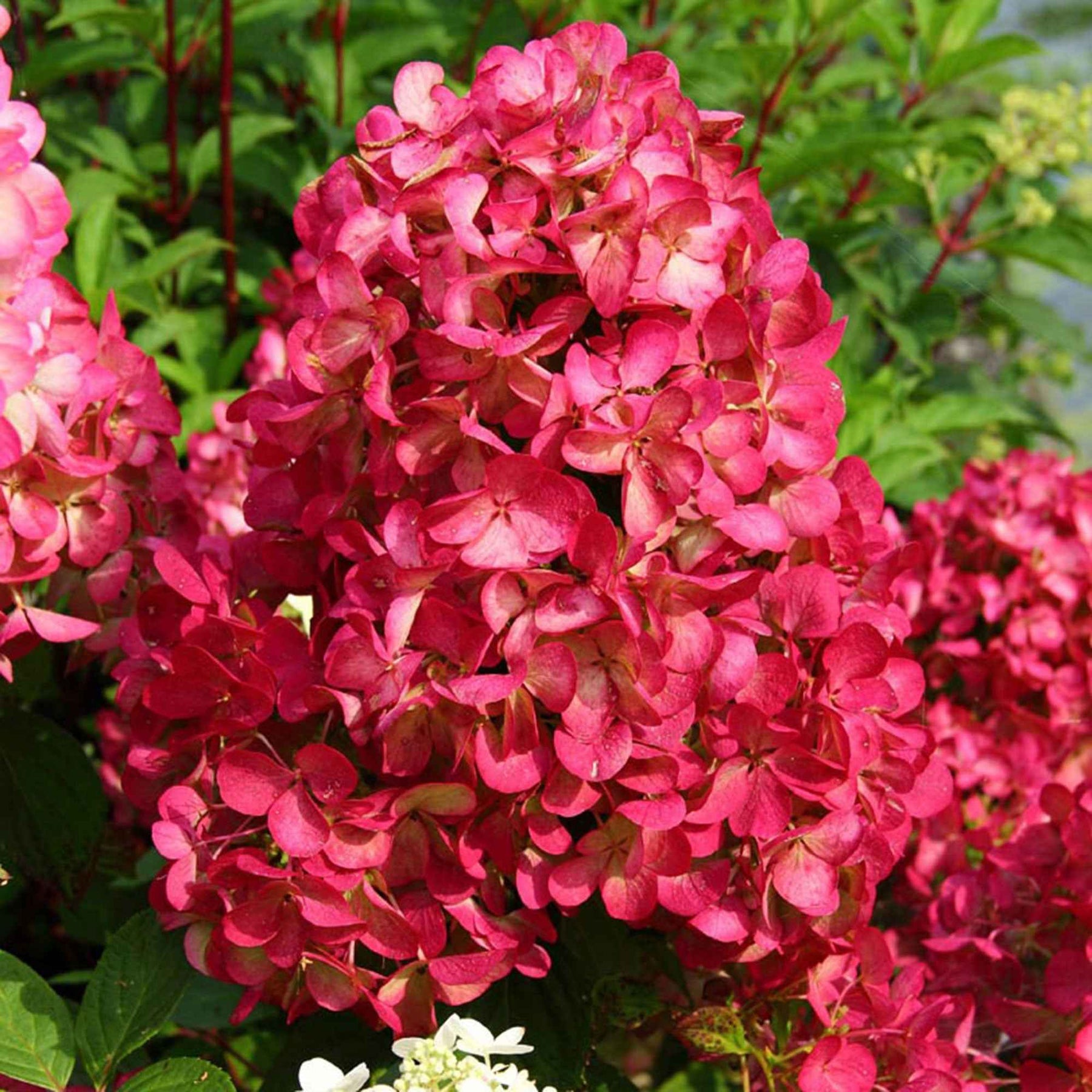 Rispenhortensie 'Diamant Rouge'® - Willemse