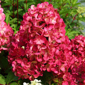 Rispenhortensie 'Diamant Rouge'® - Willemse