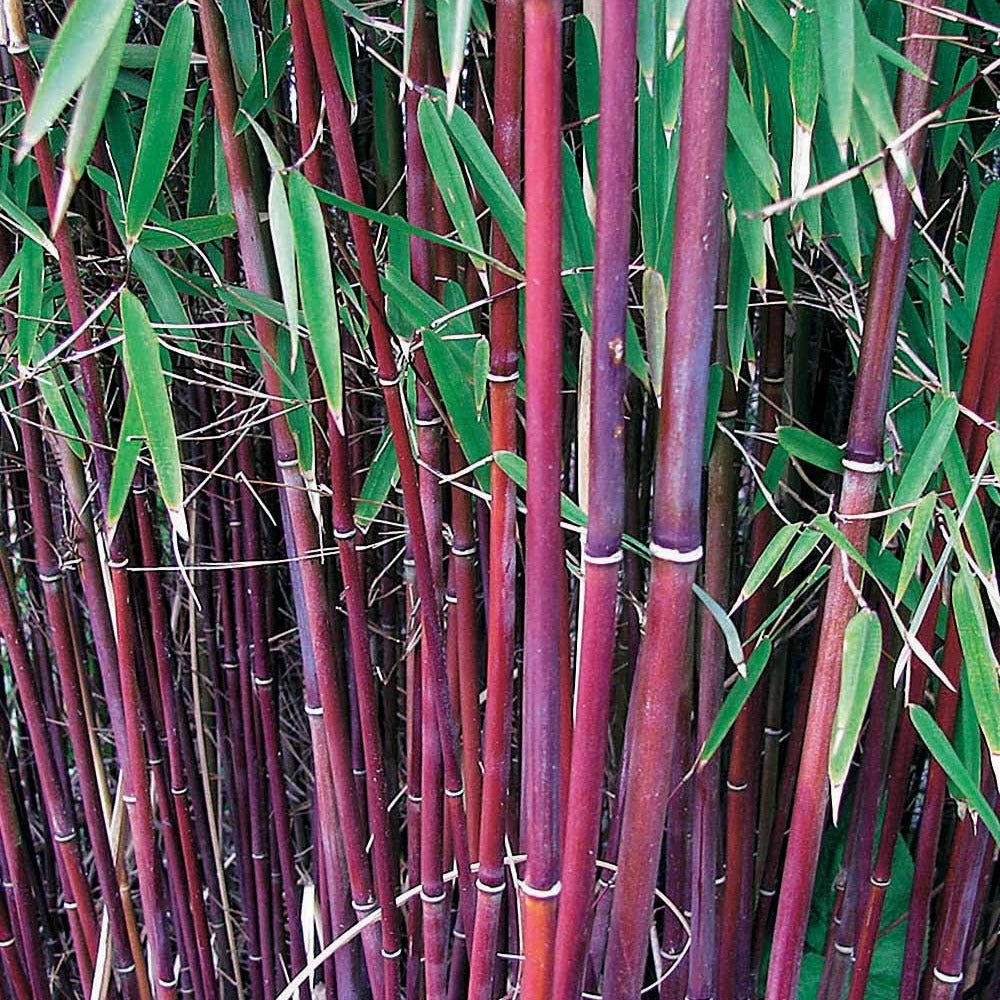 Horstbambus 'Asian Wonder' - Willemse