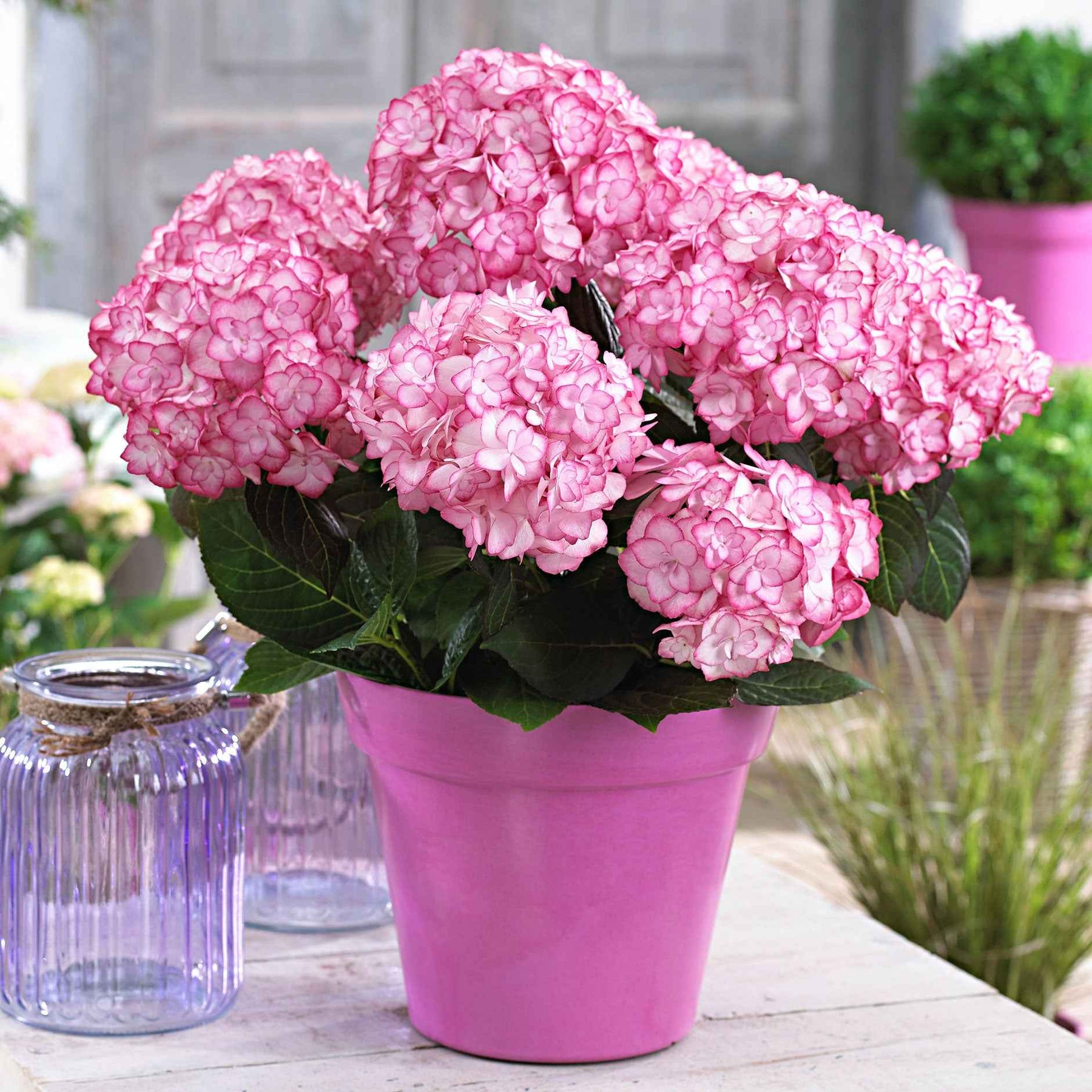 Bauernhortensie 'Miss Saori'® - Willemse