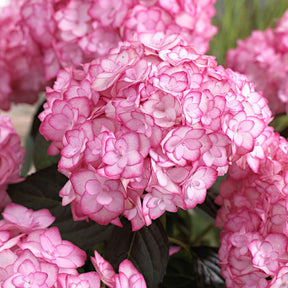 Bauernhortensie 'Miss Saori'® - Hydrangea macrophylla miss saori (h2002) - Willemse