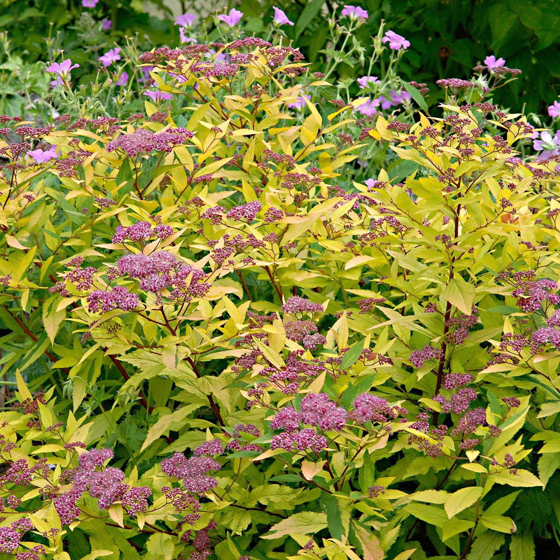 Spierstrauch 'Goldflame' - Spiraea japonica goldflame - Willemse