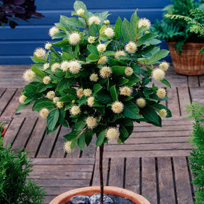Cephalanthus auf einem Stamm - Willemse
