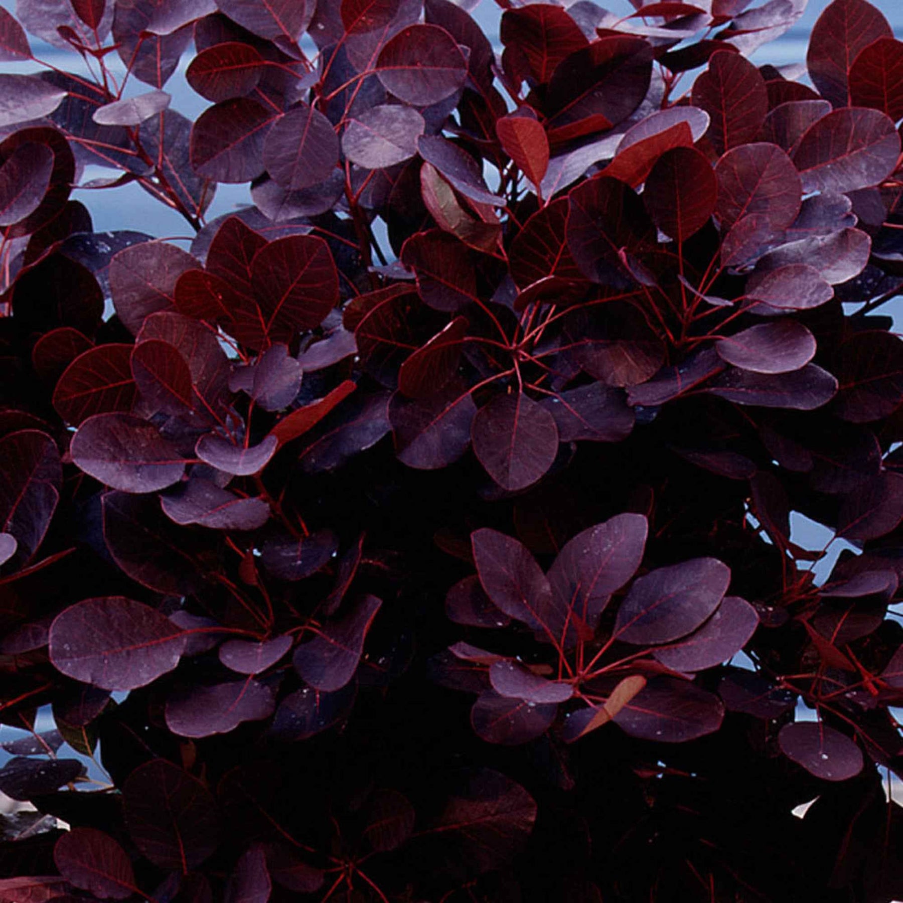 Perückenstrauch Cotinus 'Royal Purple' - Cotinus coggygria royal purple - Willemse