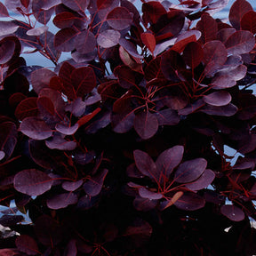 Perückenstrauch Cotinus 'Royal Purple' - Cotinus coggygria royal purple - Willemse