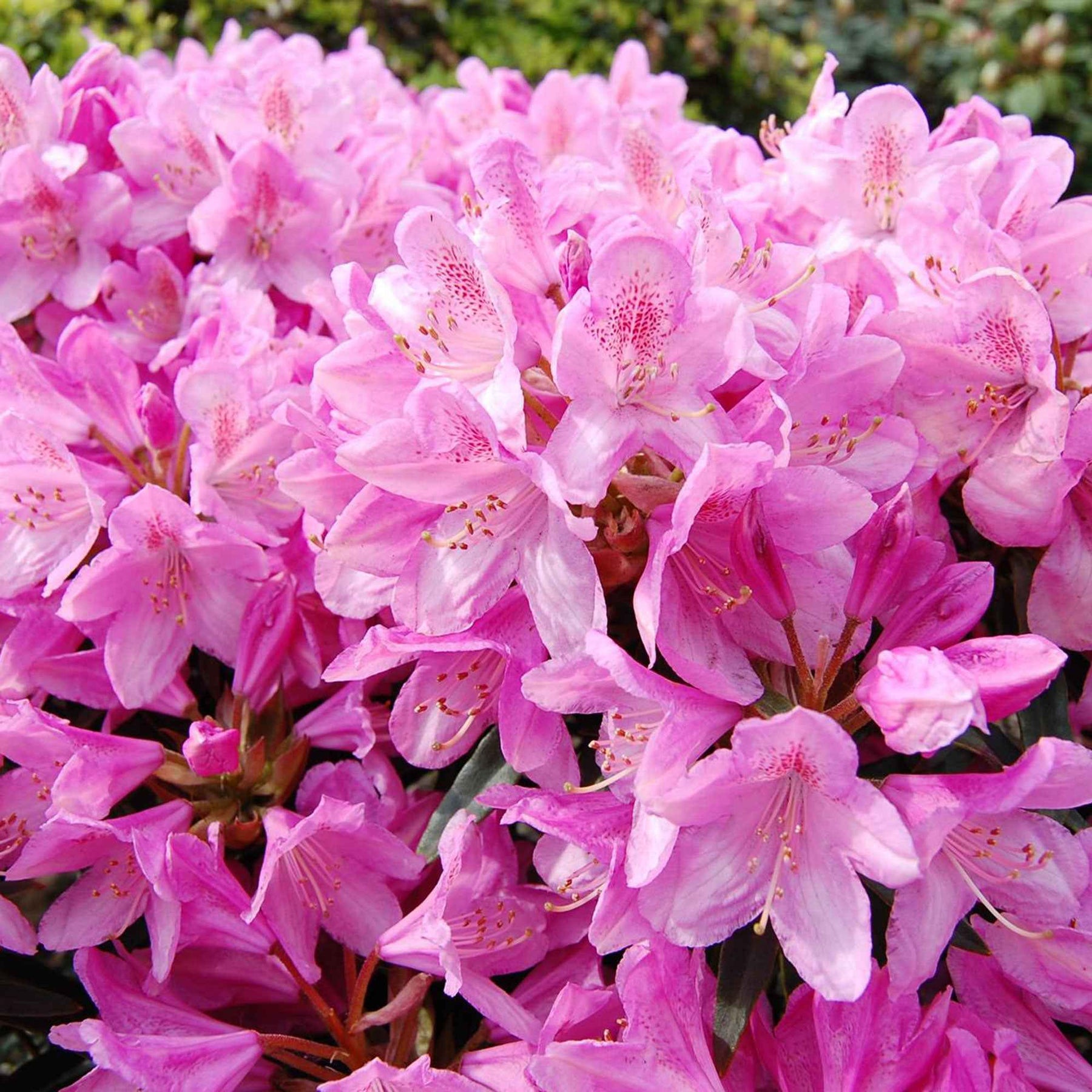 Alpenrose 'Roseum Elegans' - Willemse