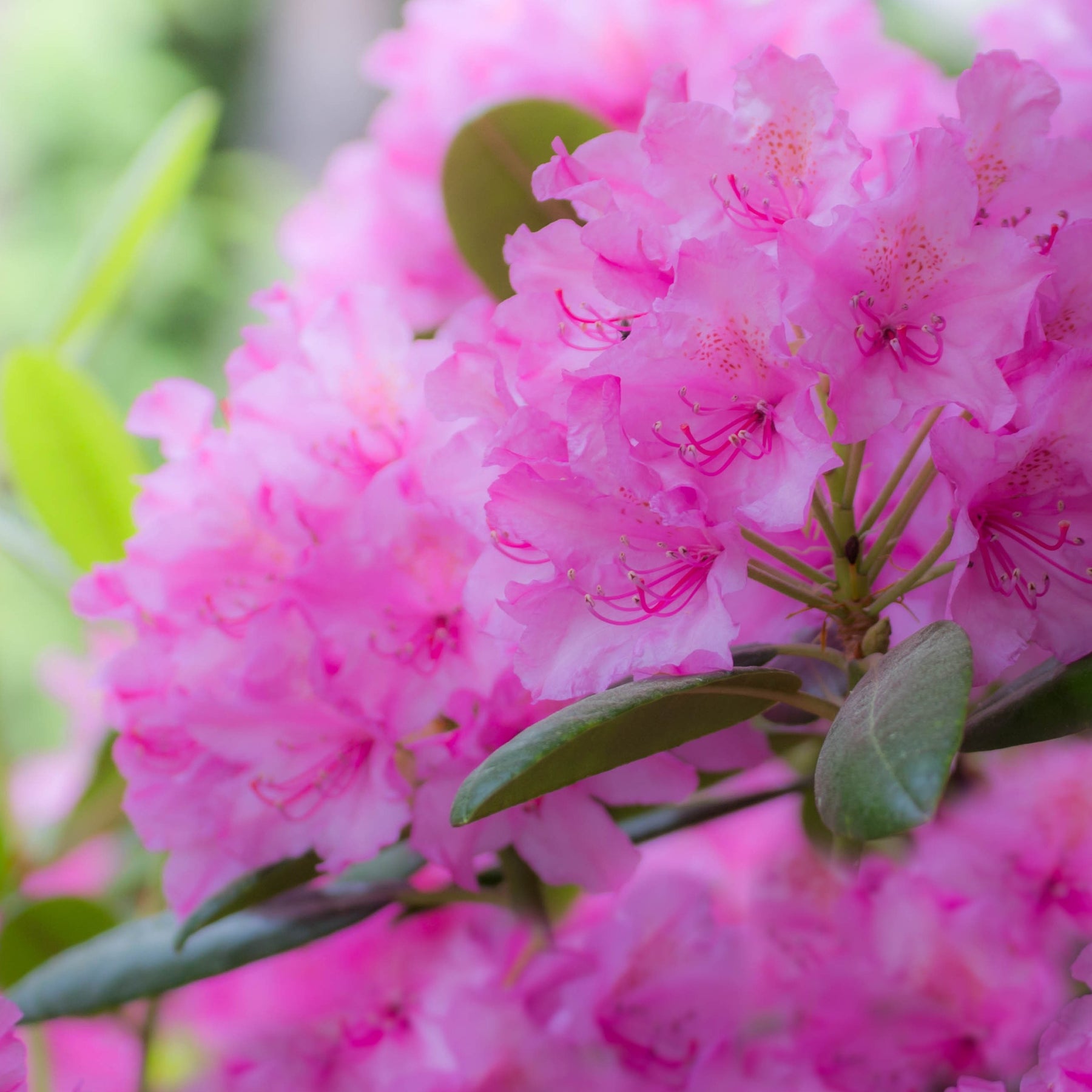 Rhododendron - Alpenrose 'Roseum Elegans' - Rhododendron roseum Elegans