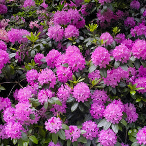 Alpenrose 'Roseum Elegans' - Rhododendron roseum Elegans - Willemse