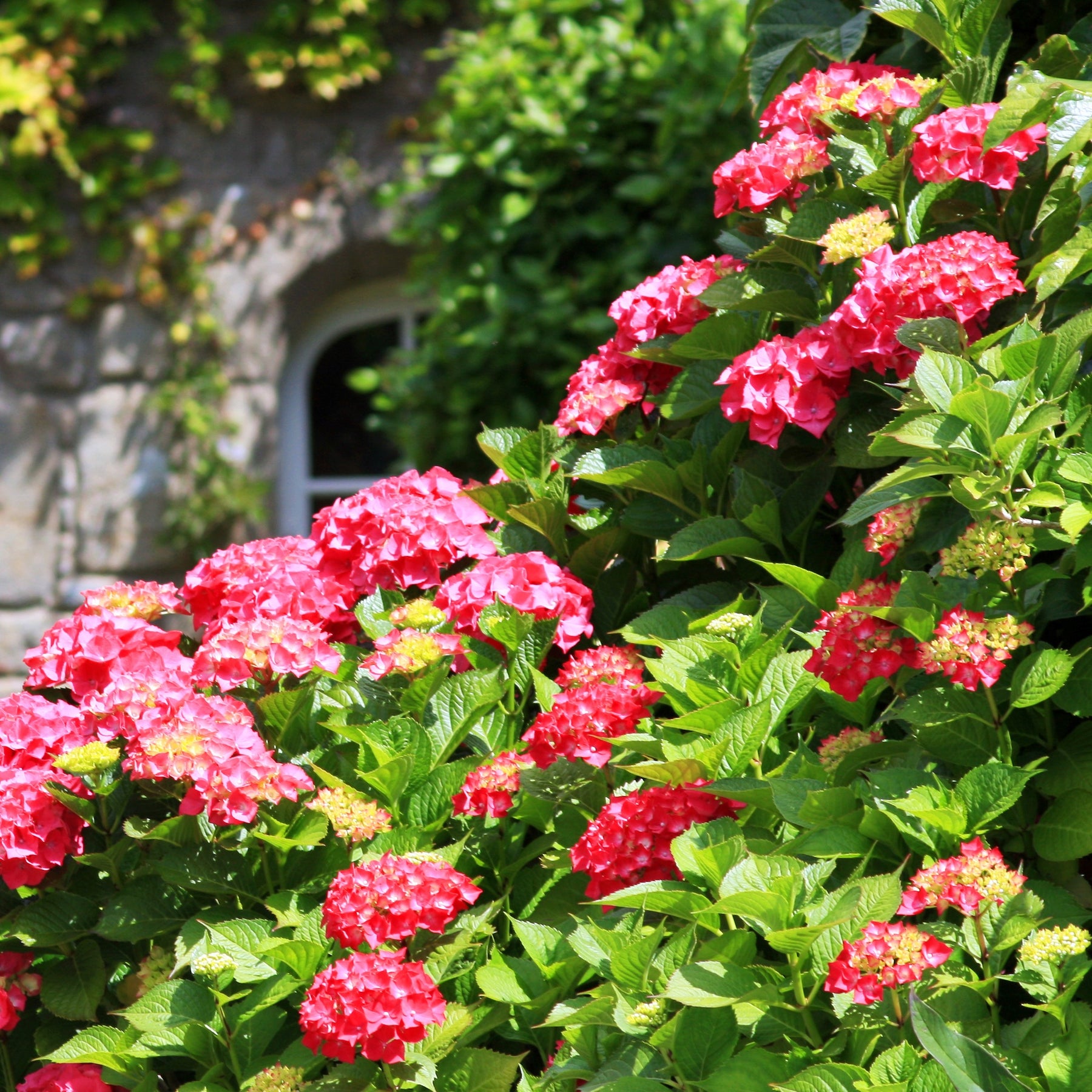 Hortensie rot 'Alpenglühen' - Hydrangea macrophylla Alpenglühen - Willemse