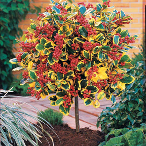 Stechpalme 'Golden King' - Ilex x altaclerensis Golden King - Sträucher und Stauden