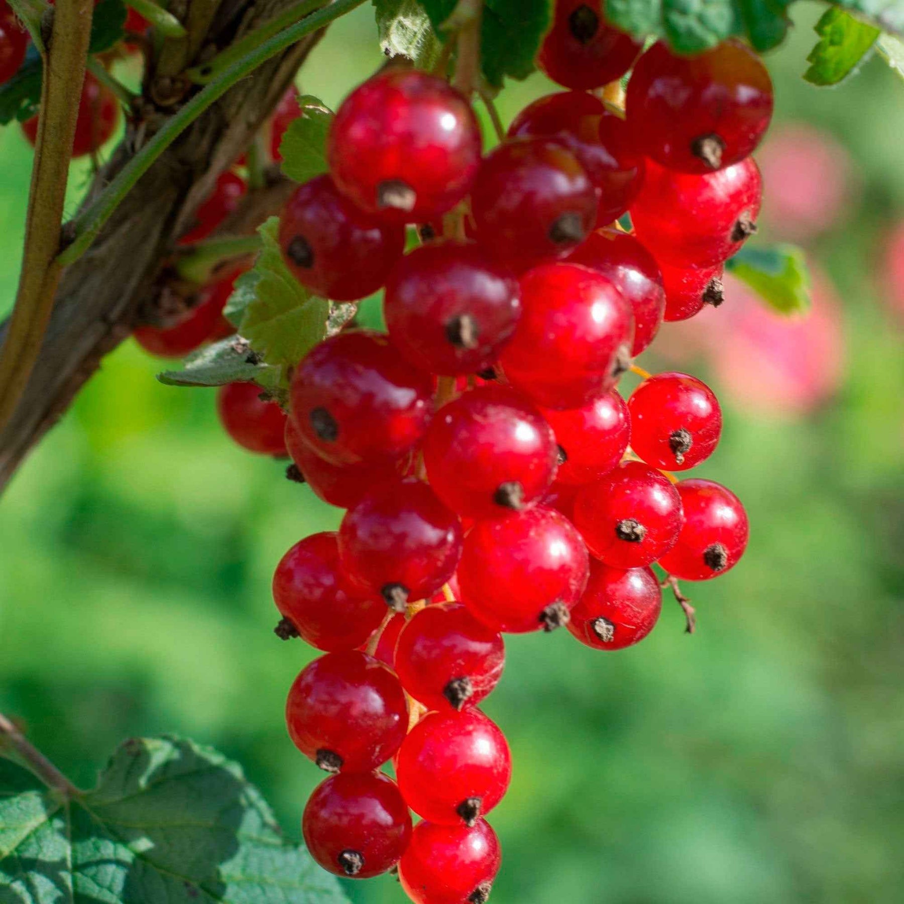 Rote Johannisbeere ‘Jonkheer van Tets’ - Willemse