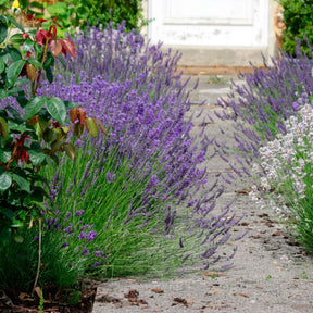 Lavendel-Kollektion 'Ardèche' (x3) - Willemse