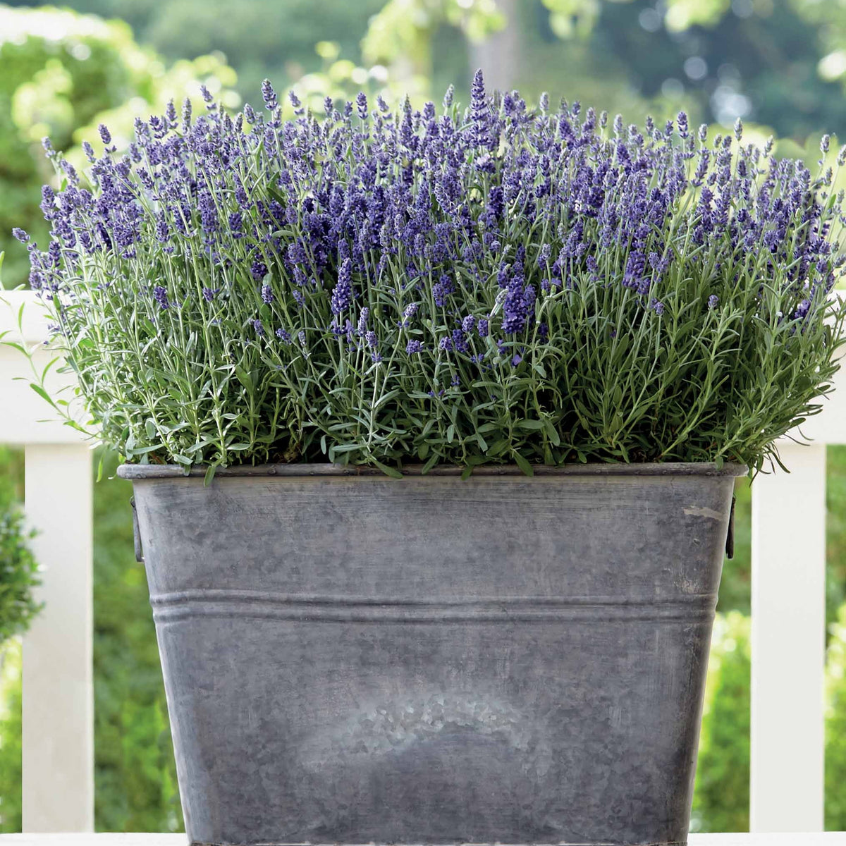 Lavendel-Kollektion 'Ardèche' (x3) - Lavandula angustifolia ardeche - Willemse