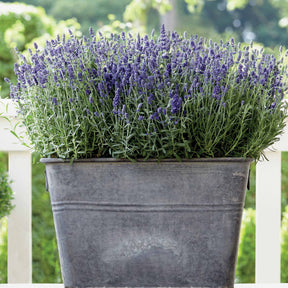 Lavendel-Kollektion 'Ardèche' (x3) - Lavandula angustifolia ardeche - Willemse