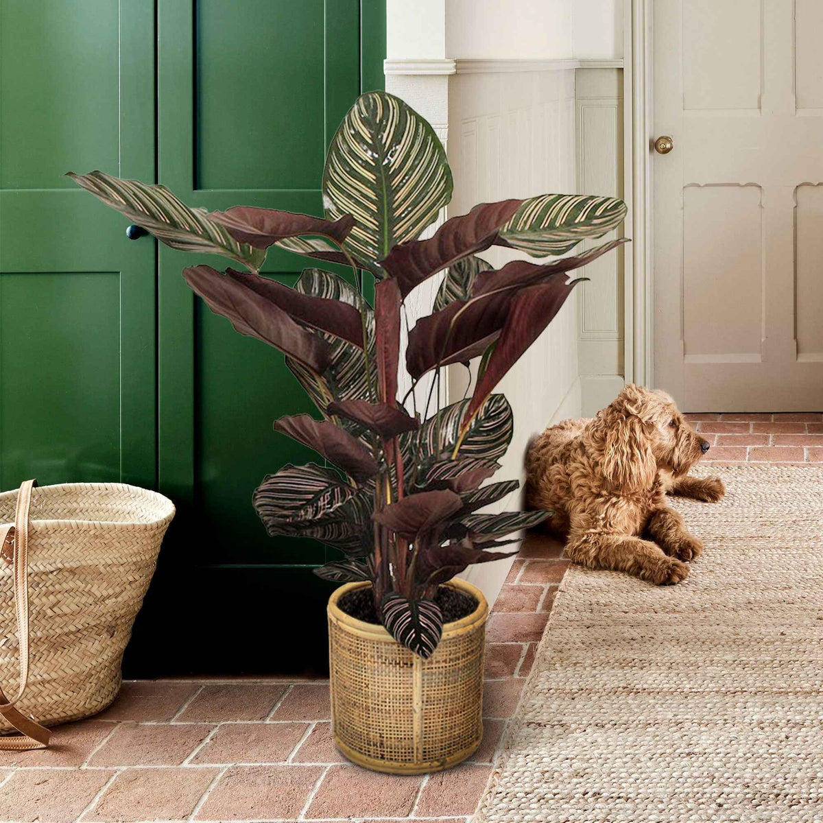 Korbmarante 'Ornata' XL - Calathea ornata - Willemse