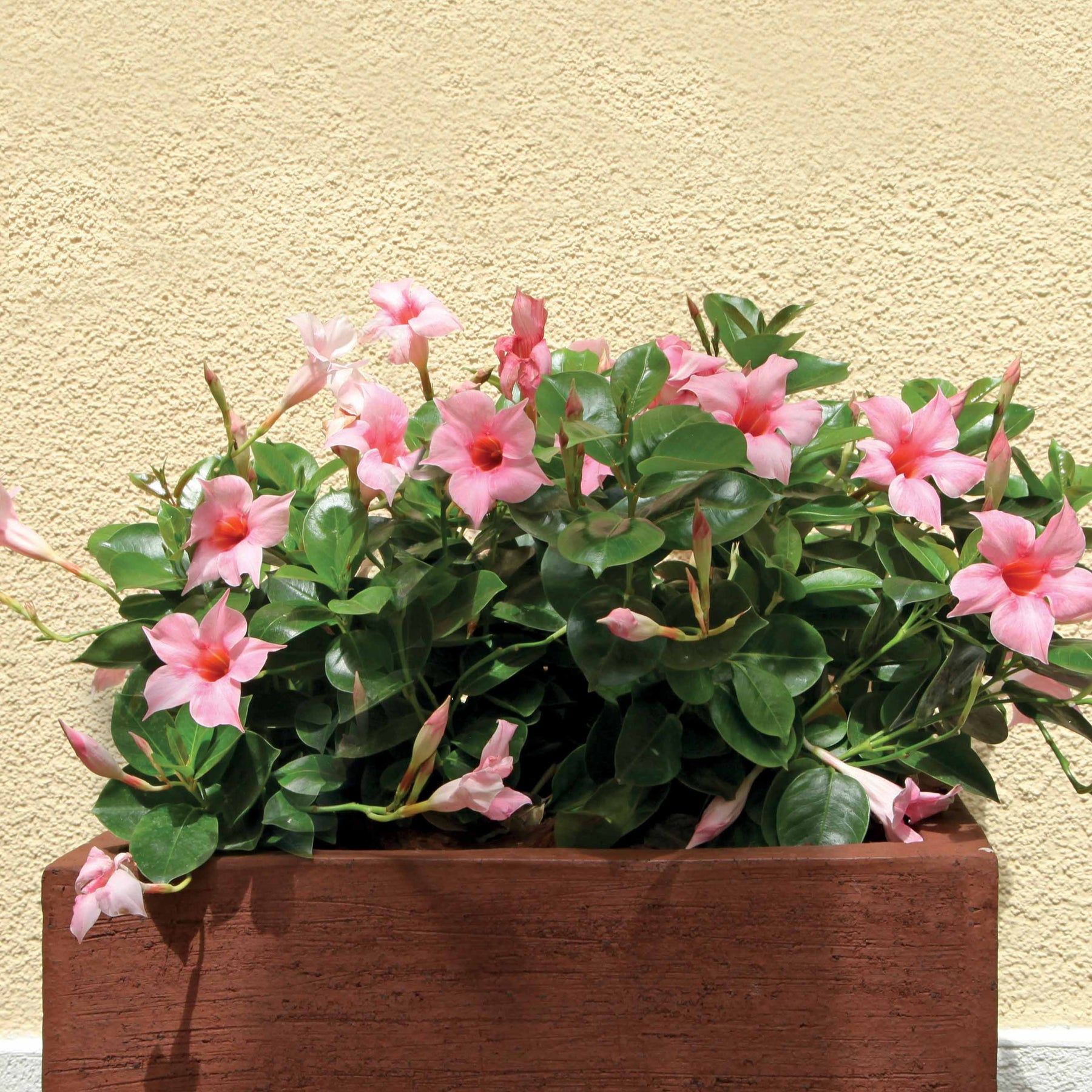 Dipladenie rosa - Dipladenia