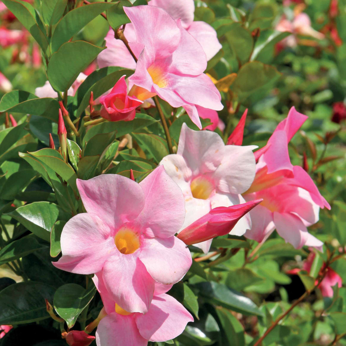 Dipladenie rosa - Dipladenia