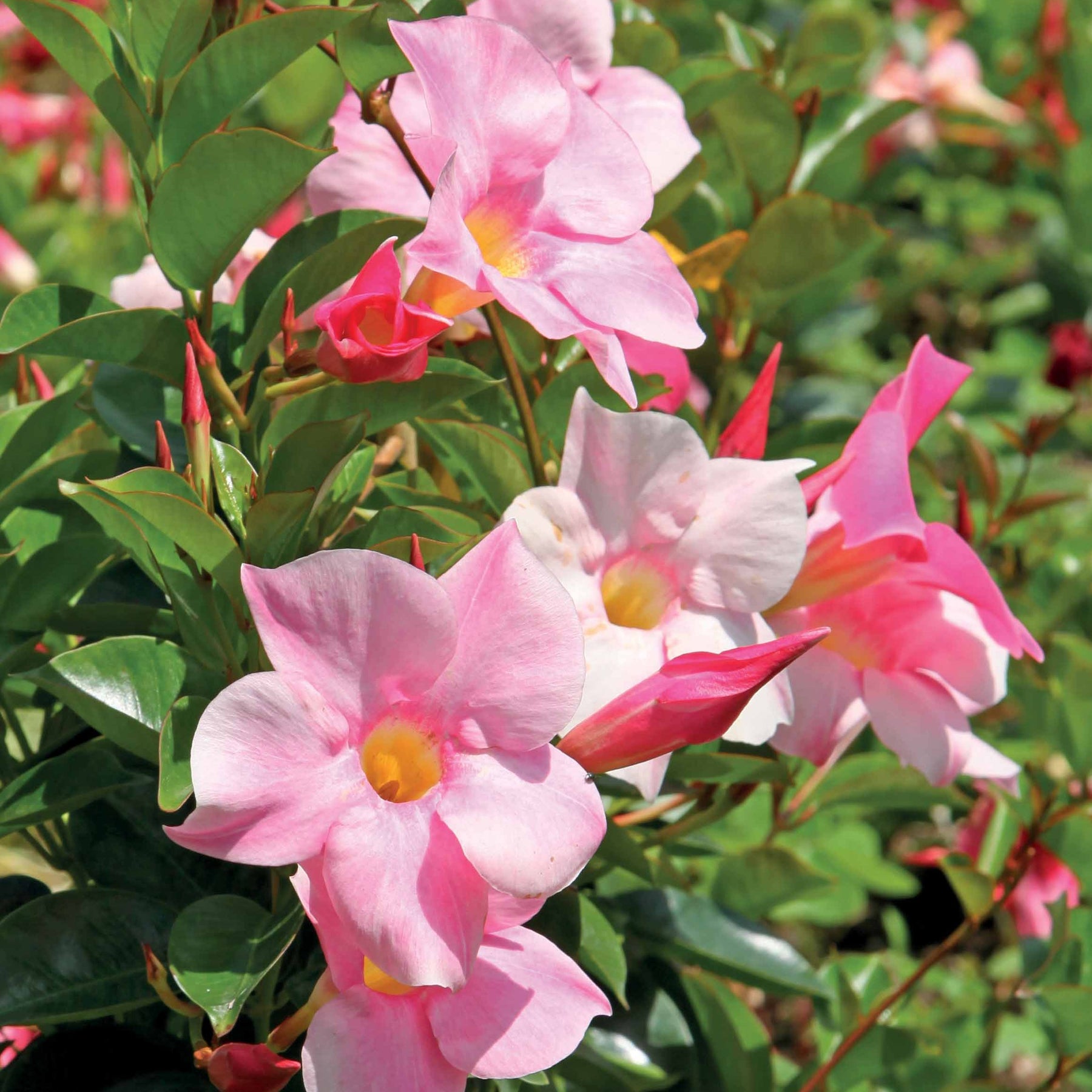 Dipladenie rosa - Dipladenia