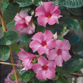 Dipladenie rosa - Dipladenia