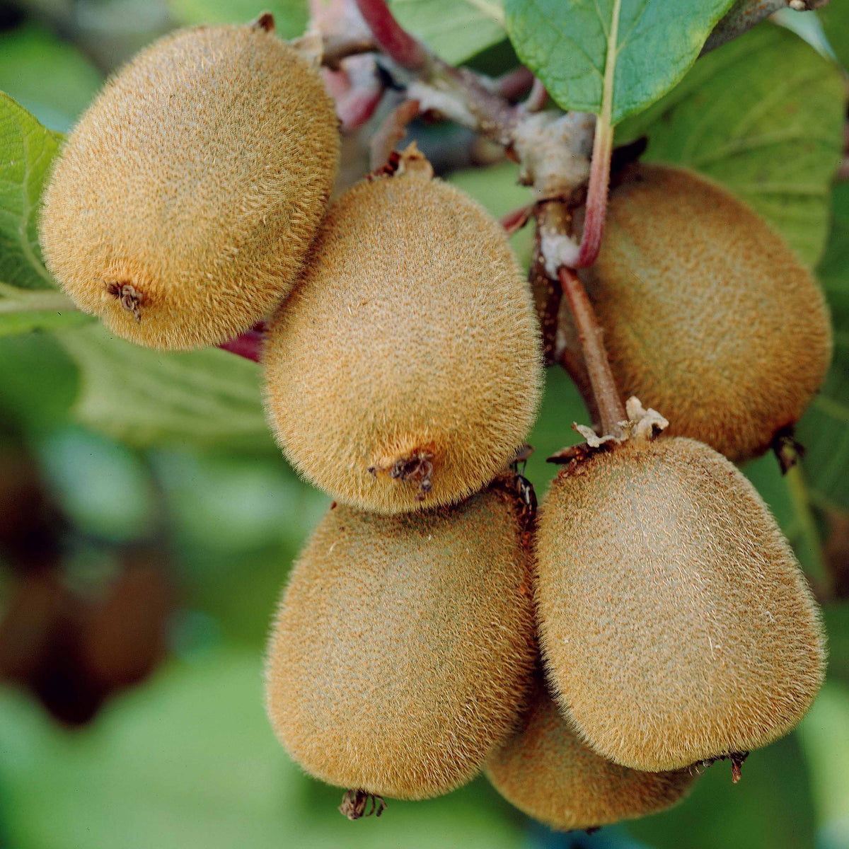 Kiwi selbstfertiler 'Solissimo' - Actinidia deliciosa solissimo ® ‘renact’ - Kiwi