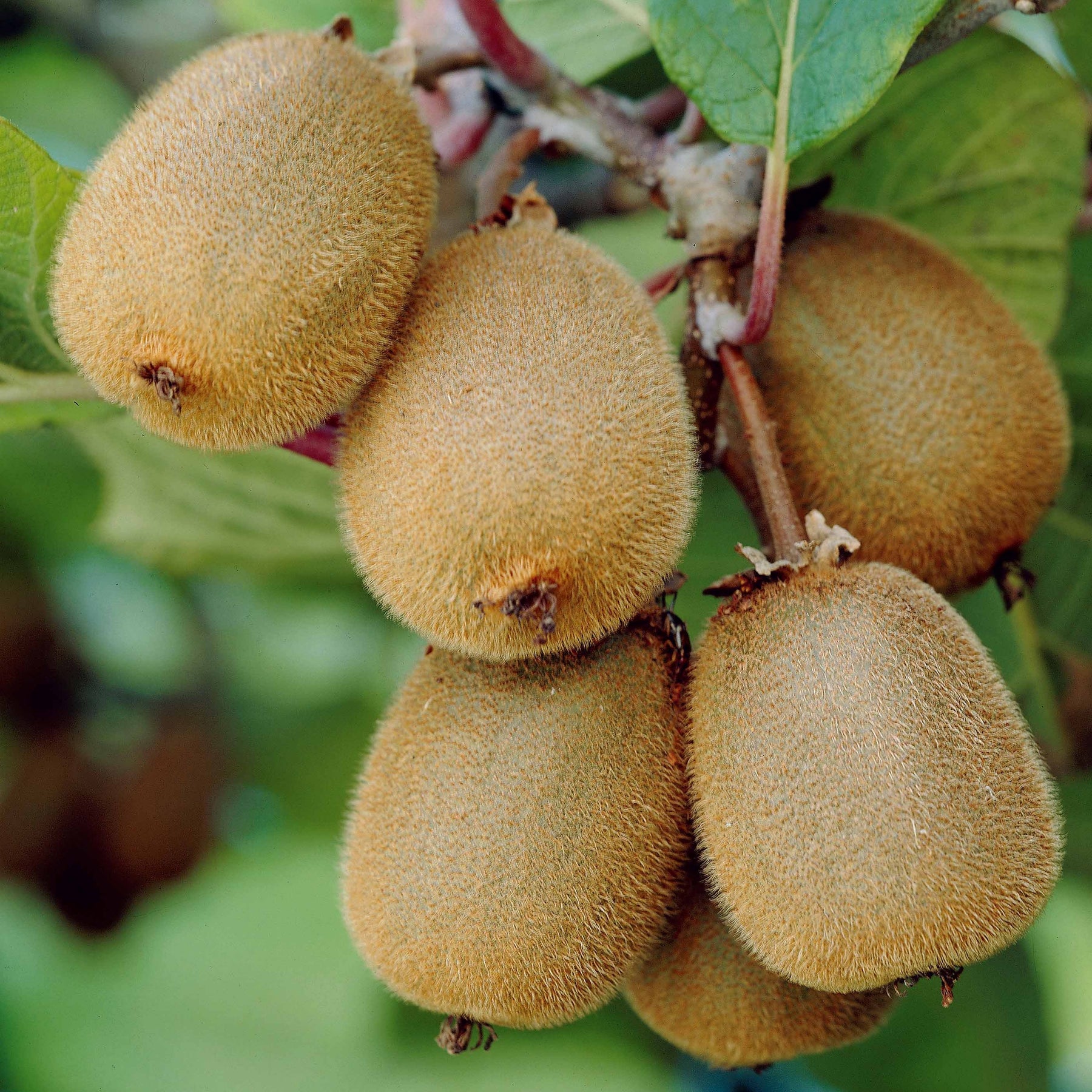 Kiwi selbstfertiler 'Solissimo' - Actinidia deliciosa solissimo ® ‘renact’ - Kiwi