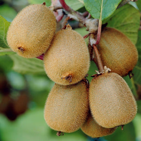 Kiwi selbstfertiler 'Solissimo' - Actinidia deliciosa solissimo ® ‘renact’ - Kiwi