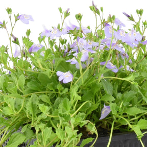 Teppich-Mazus - Willemse