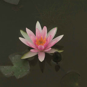 Seerose 'Pygmaea Rubra' - Willemse