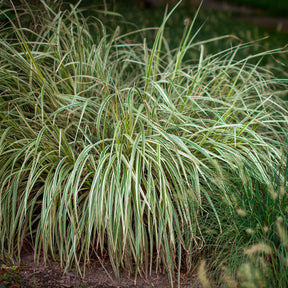 Segge 'Variegata' - Willemse