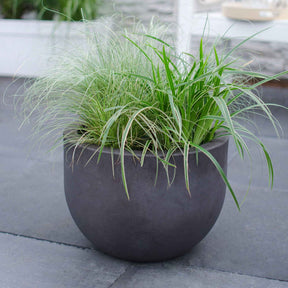 Segge 'Variegata' - Carex morrowii variegata - Willemse