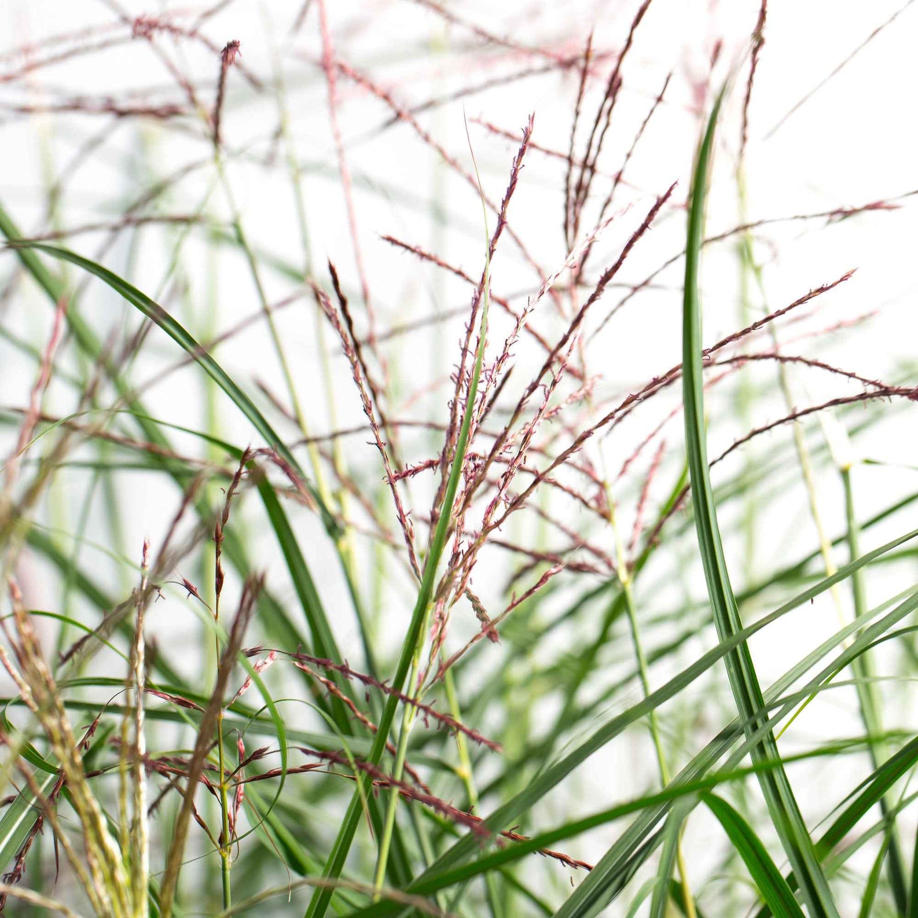 Miscanthus sinensis Ferner Osten - Chinaschilf 'Ferner Osten' - Miscanthus