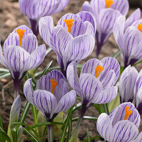 Krokus 'Pickwick' (x15) - Willemse