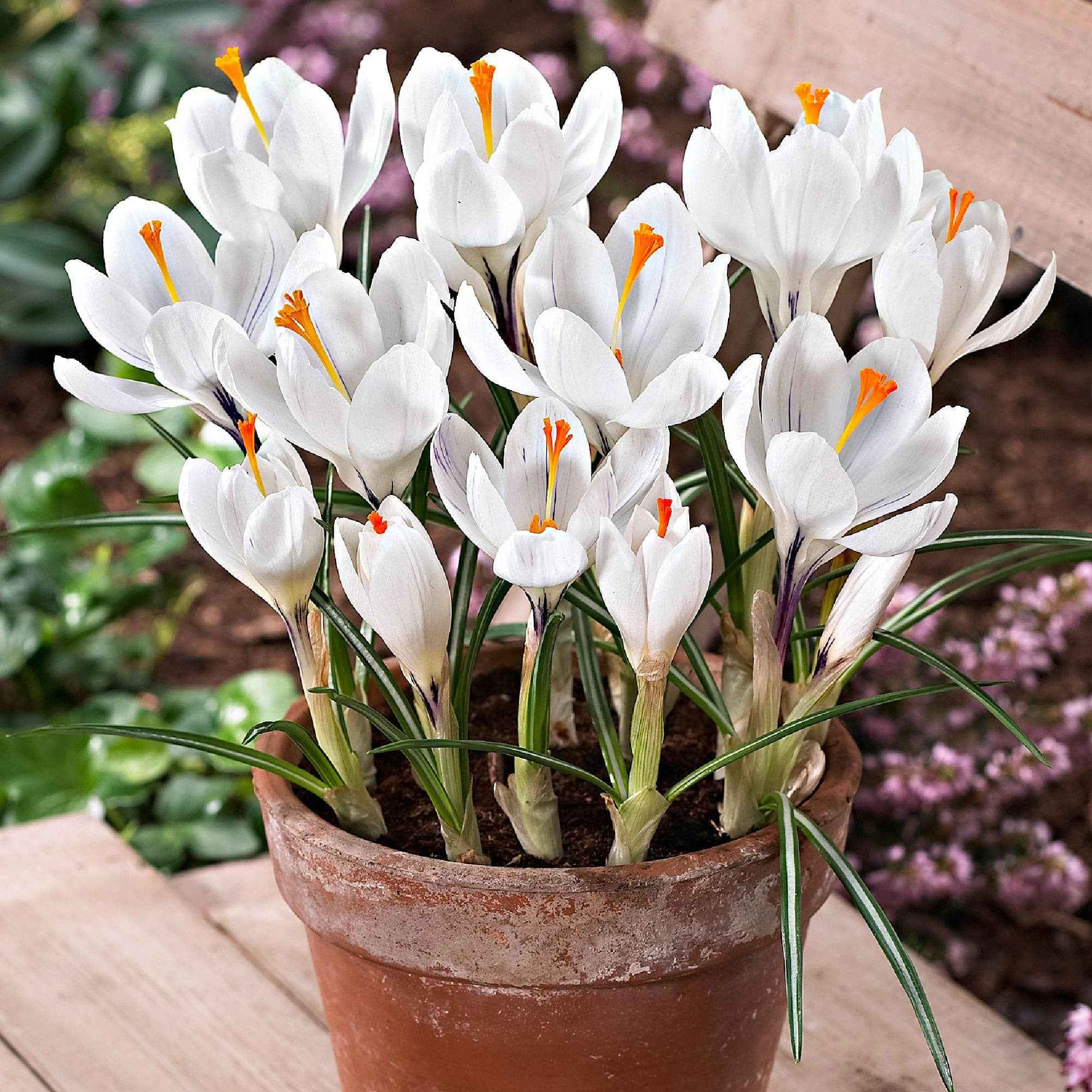 Krokusse ‘Jeanne d’Arc’ (x15) - Willemse
