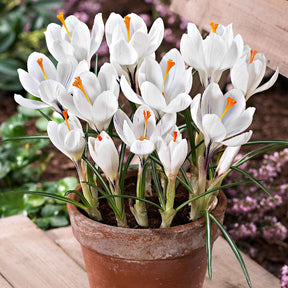 Krokusse ‘Jeanne d’Arc’ (x15) - Willemse