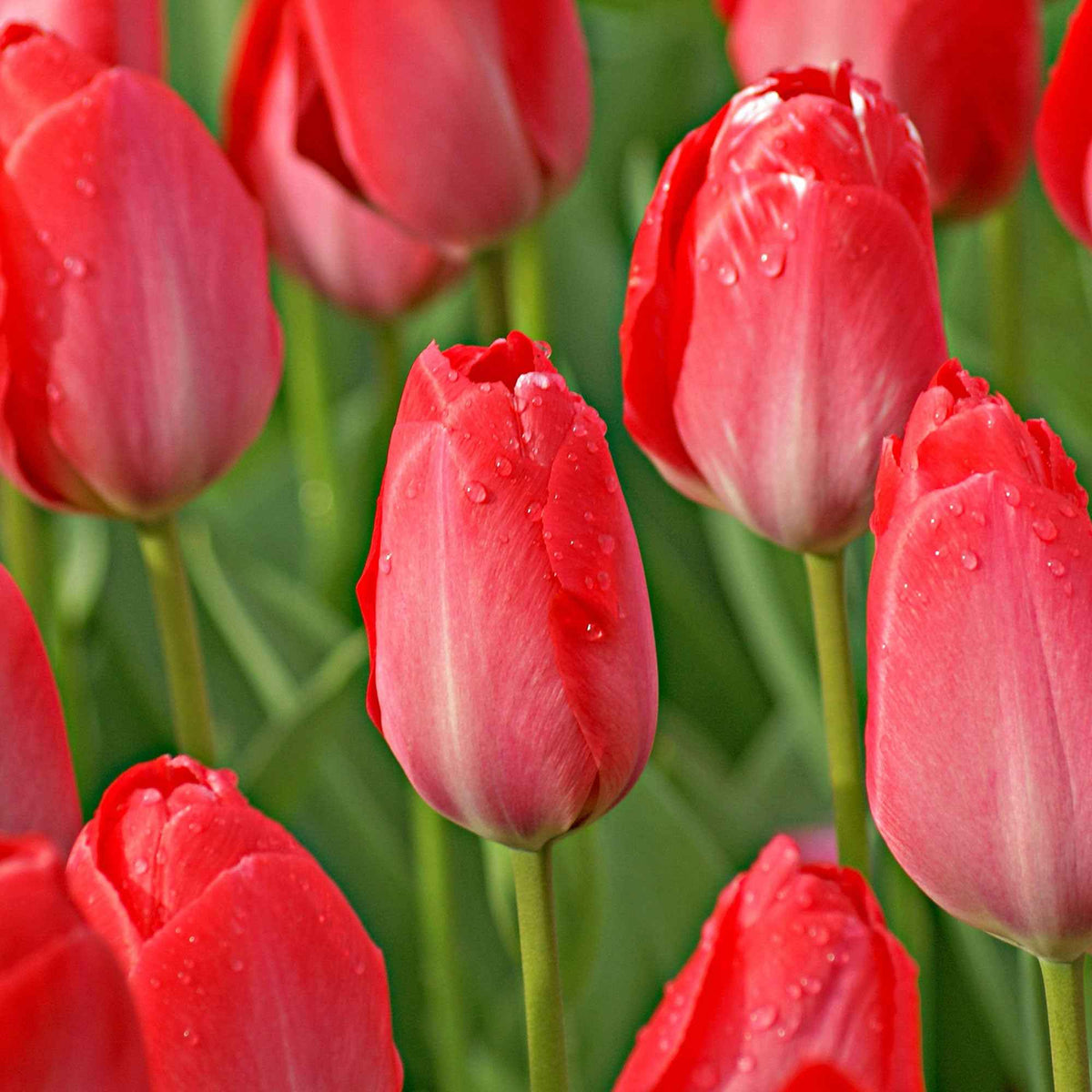 Tulpen 'Van Eijk' (x10)