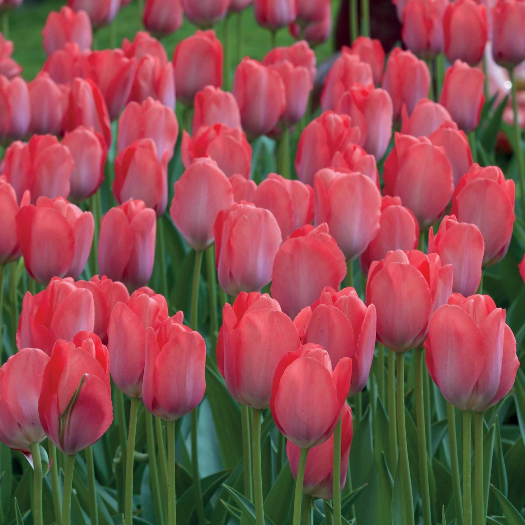 Tulpen 'Van Eijk' (x10) - Tulipa van eijk - Tulpen