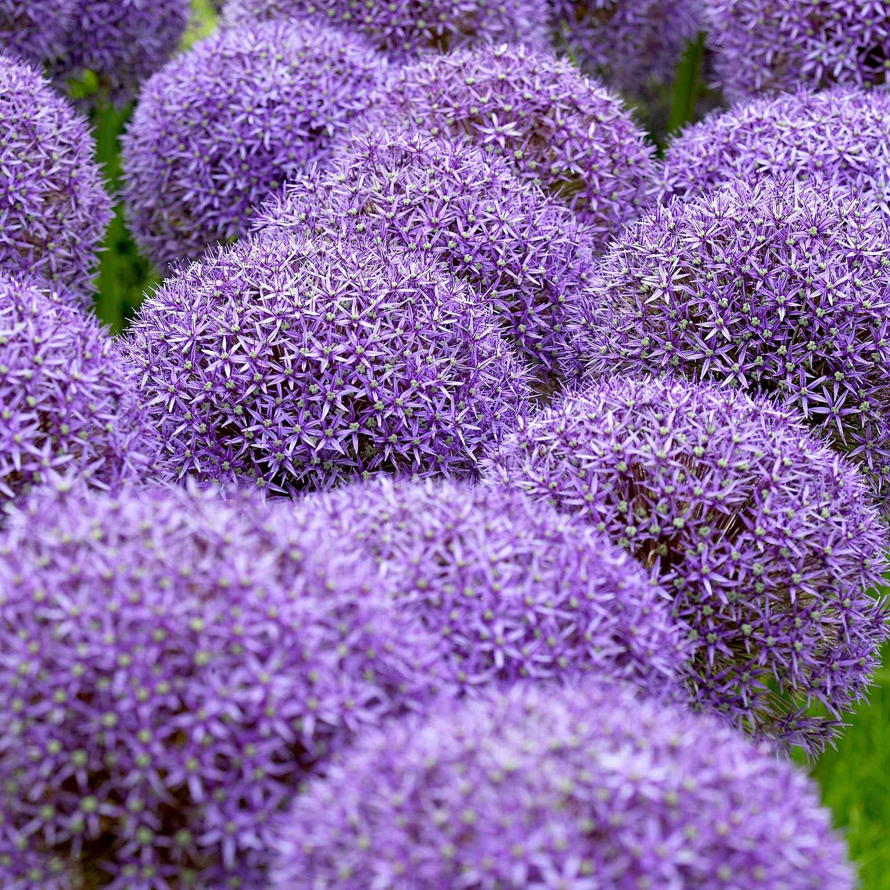 Zierlauch 'Globemaster' (x3) - Allium Globemaster - Willemse